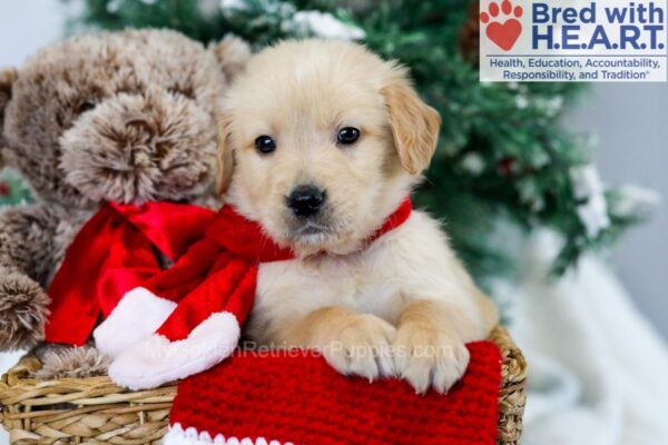 Image of Meeko, a Golden Retriever puppy