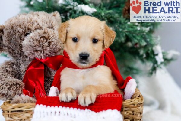 Image of Merideth, a Golden Retriever puppy