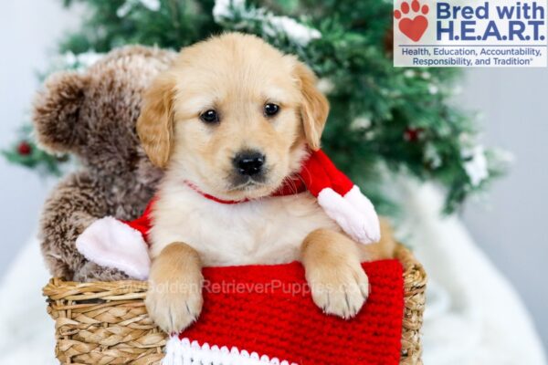 Image of Mickey, a Golden Retriever puppy