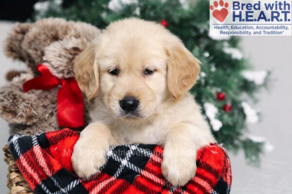 Image of Milo, a Golden Retriever puppy