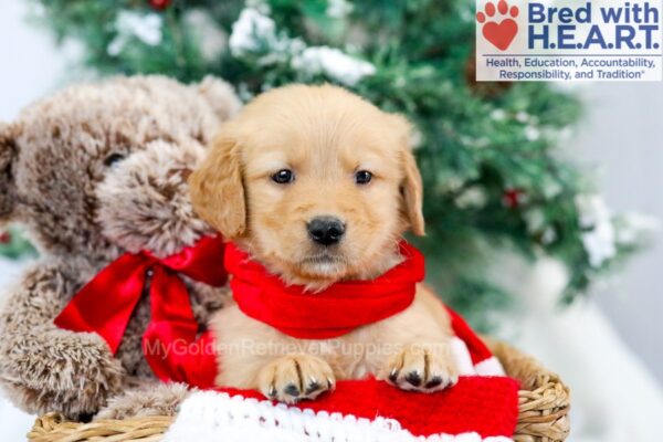Image of Milo, a Golden Retriever puppy