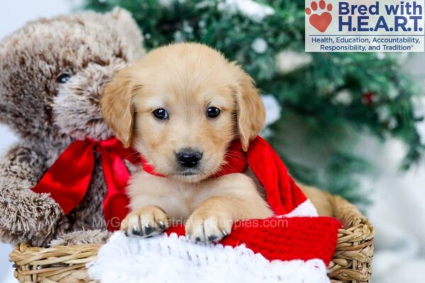 Image of Mimi, a Golden Retriever puppy