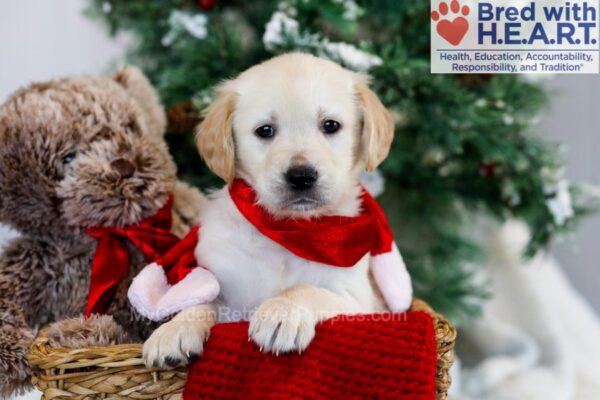 Image of Missy, a Golden Retriever puppy