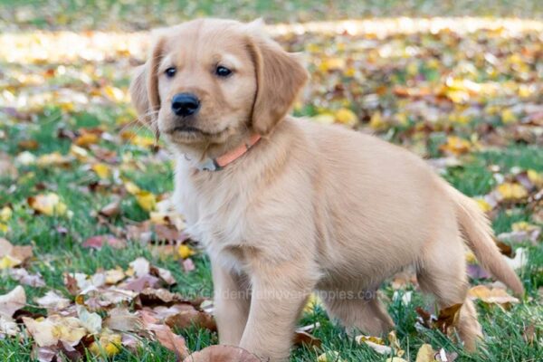 Image of Mr. Orange (trained), a Golden Retriever puppy