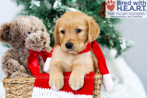 Image of Murphy, a Golden Retriever puppy