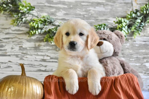 Image of Nevada, a Golden Retriever puppy