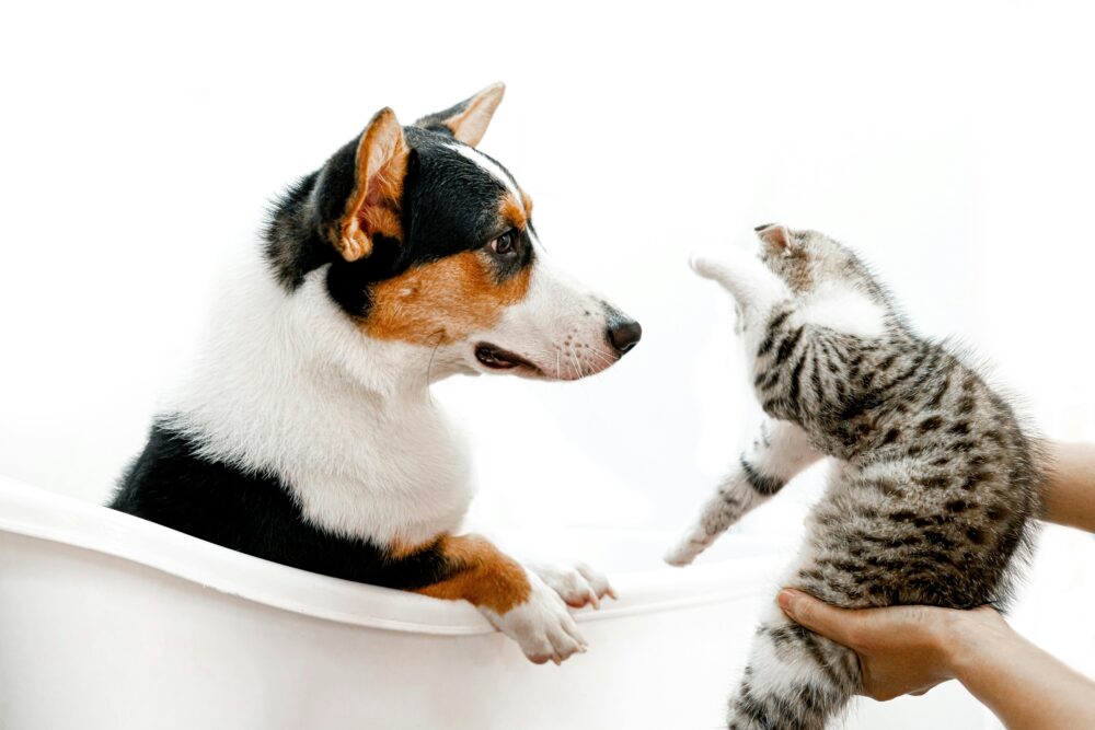 the-most-popular-pets-in-america-finding-your-perfect-match