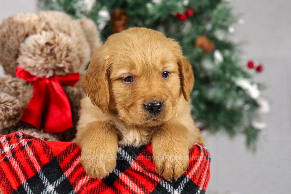 Rusty Image of Rusty, a Golden Retriever puppy