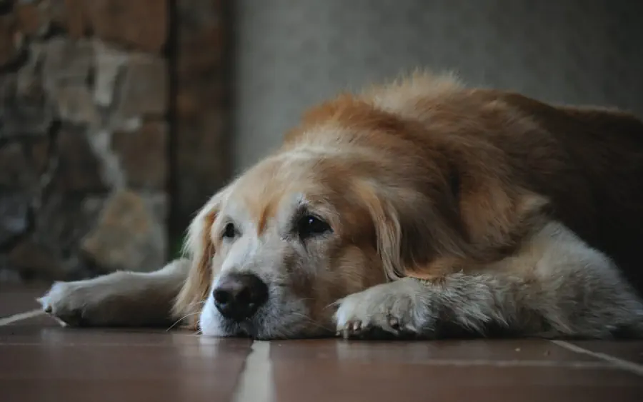 Senior Golden Retrievers