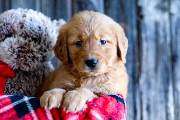 Image of Alice, a Golden Retriever puppy