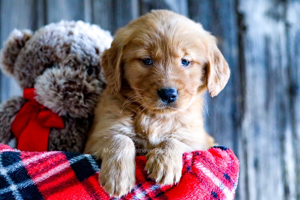 Amber golden sales retriever