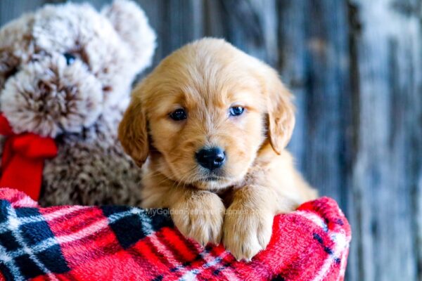 Image of Avery, a Golden Retriever puppy
