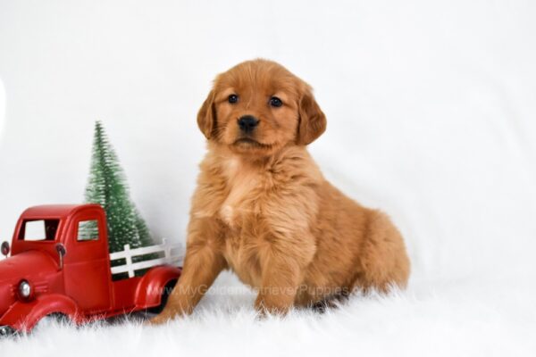 Image of Bailey, a Golden Retriever puppy