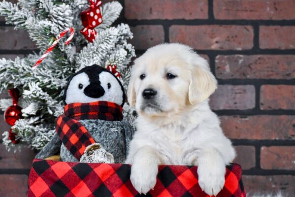 Image of Banjo, a Golden Retriever puppy