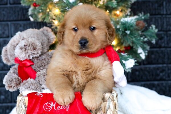 Image of Claus, a Golden Retriever puppy