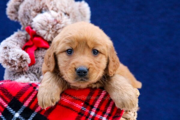 Image of Dallas, a Golden Retriever puppy