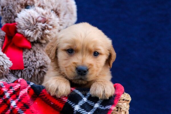 Image of Digger, a Golden Retriever puppy