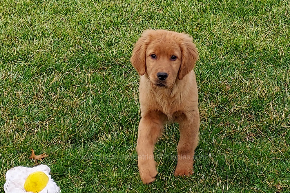 Duke My Golden Retriever Puppies