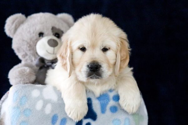 Image of Eagle, a Golden Retriever puppy