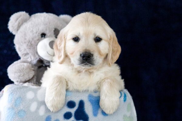Image of Easton, a Golden Retriever puppy