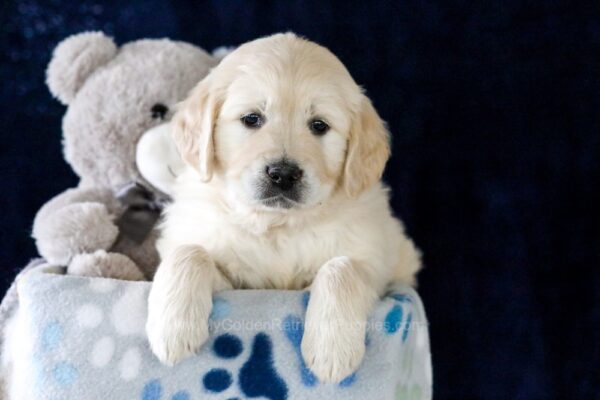Image of Emerald, a Golden Retriever puppy