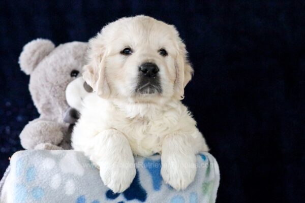 Image of Falcon, a Golden Retriever puppy