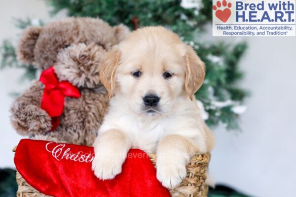 Image of Gem, a Golden Retriever puppy