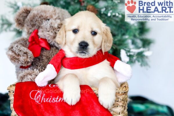 Image of Georgie, a Golden Retriever puppy