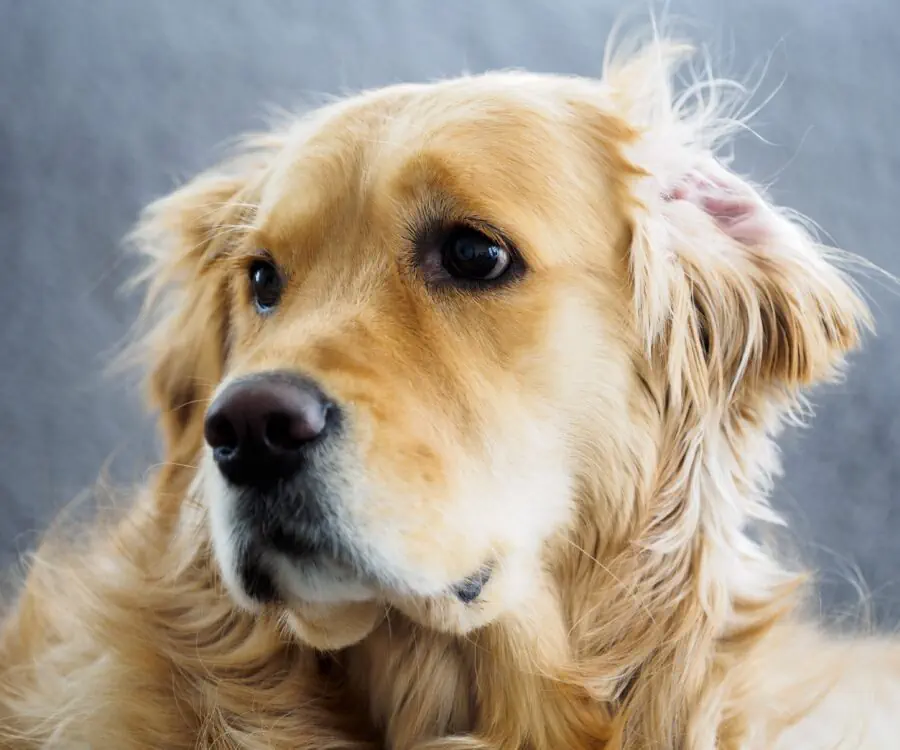 Golden Retriever Coat Stages