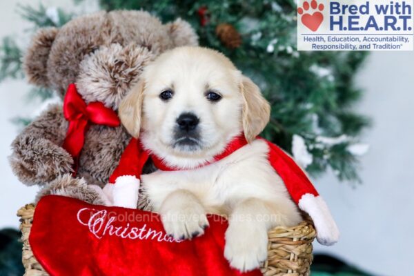 Image of Gunner, a Golden Retriever puppy
