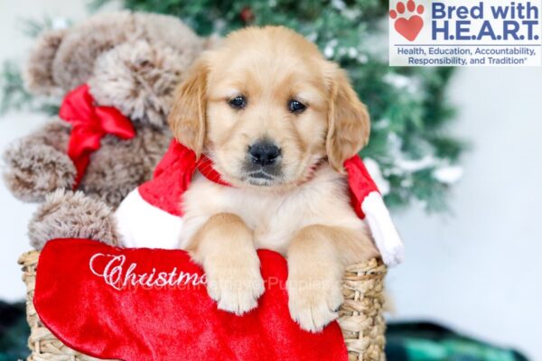 Image of Gus, a Golden Retriever puppy