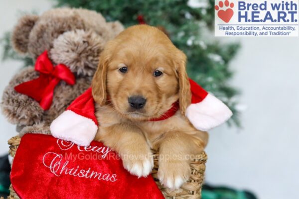 Image of Hadley, a Golden Retriever puppy