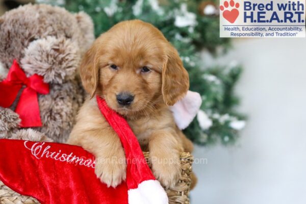 Image of Haven, a Golden Retriever puppy
