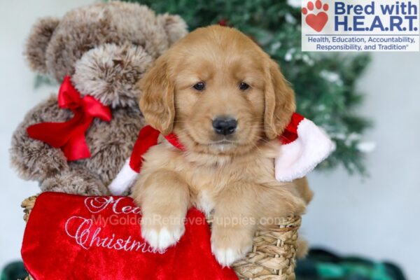 Image of Hayden, a Golden Retriever puppy