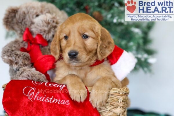 Image of Hazel, a Golden Retriever puppy