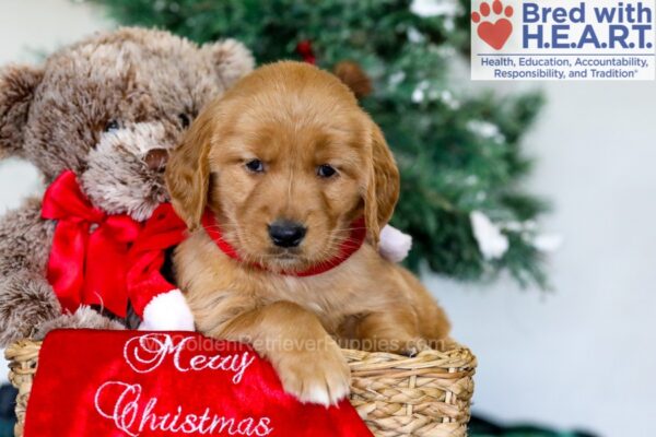 Image of Holly, a Golden Retriever puppy