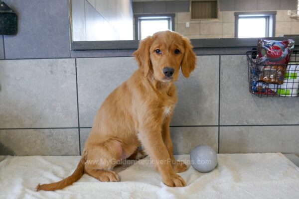 Image of Hope (trained), a Golden Retriever puppy