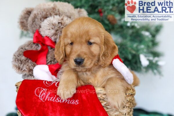 Image of Houston, a Golden Retriever puppy