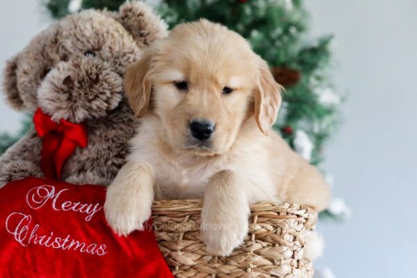 Image of Leo, a Golden Retriever puppy