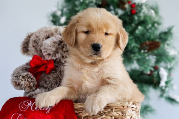 Image of Lola, a Golden Retriever puppy