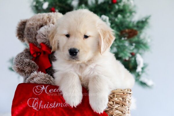 Image of Luke, a Golden Retriever puppy