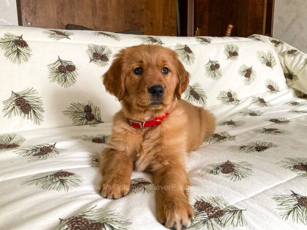 Image of Merry, a Golden Retriever puppy