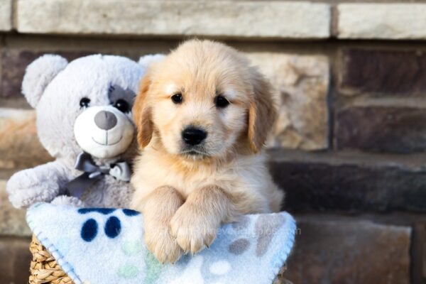 Image of Milo, a Golden Retriever puppy