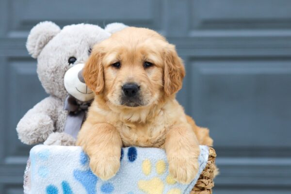 Image of Molly, a Golden Retriever puppy