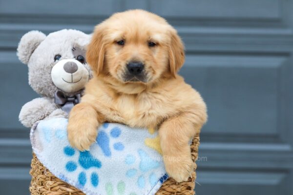 Image of Moose, a Golden Retriever puppy