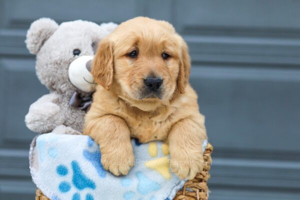 Image of Myles, a Golden Retriever puppy