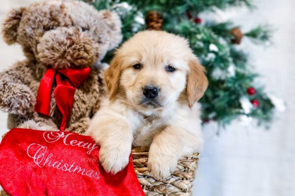 Image of Nadine, a Golden Retriever puppy