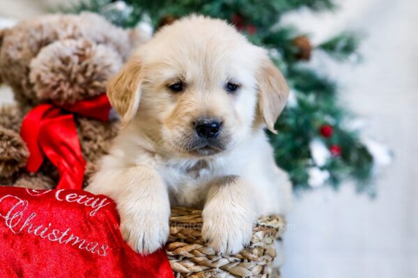 Image of Nemo, a Golden Retriever puppy