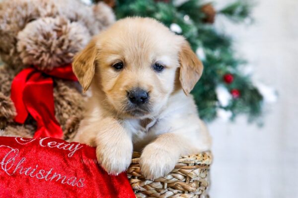 Image of Nessa, a Golden Retriever puppy