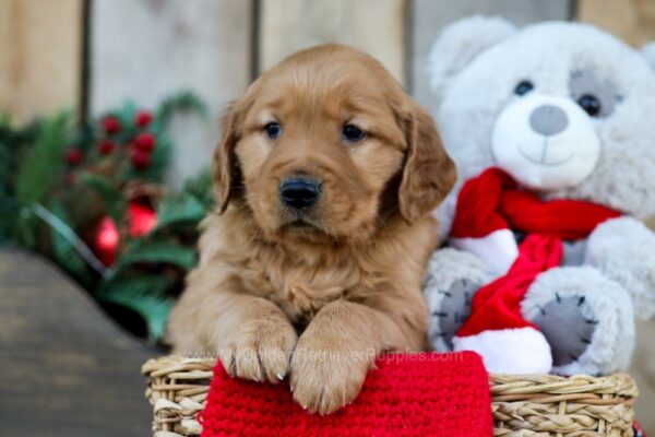 Image of Olaf, a Golden Retriever puppy